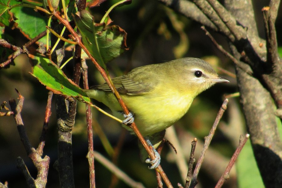Cottage Cove, NS - Sep. 13, 2019